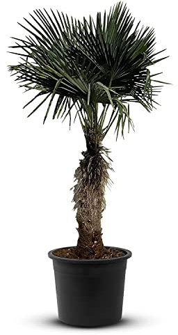 Tropictrees Trachycarpus Fortunei Hanfpalme winterschutz mit einer Stammhöhe von 80-100 cm | Höhe 190cm | Gelbe und grüne Blätter | Winterschutz Palme für drinnen und draußen