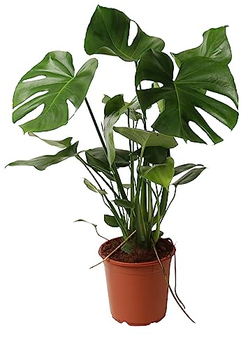 Happy Plants Monstera Deliciosa fensterblatt/lochpflanze 80 cm hoch, 21Ø - Zimmerpflanzen Groß - Luftreinigende Pflanzen - Frisch aus der Gärtnerei (ohne Topf, 80 cm)
