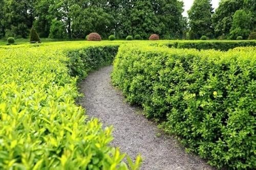 25st. Liguster ovalifolium 50-80cm Ligustrum ovalifolium reine Pflanzhöhe Wurzelware Heckenpflanzen Ligusterhecke Garten