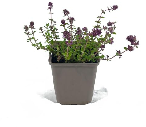 6 Stück Thymus serpyllum von Intragarten | winterharter und immergrüner Bodendecker | Feld-Sand-Thymian im 9 cmTopf