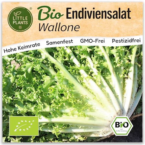 Little Plants BIO Endiviensalat Samen Wallone 300 Salatsamen Endiviensamen Gemüsesamen für Gemüsegarten Gemüse Samen für Hochbeet und Garten
