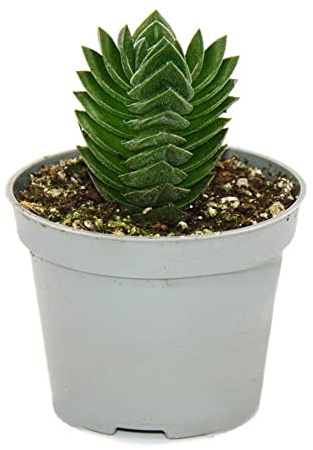 Sukkulente - Crassula Buddhas Tempel - Mini-Dickblatt - 6cm Topf