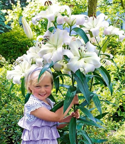 BALDUR Garten 3x Tree-Lily Pretty Woman, Zwiebeln mit Umfang 16-18 cm, Baumlilien, Lilium Hybride, Lilien Zwiebeln, winterhart, duftend, Blumenzwiebeln, pflegeleicht, Wasserbedarf gering, blühend