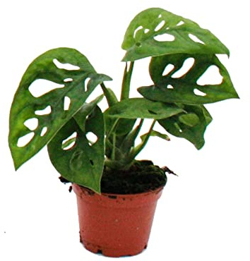 Mini-Pflanze Monstera Monkey Mask Fensterblatt Ideal für kleine Schalen und Gläser Baby-Plant im 5,5cm Topf
