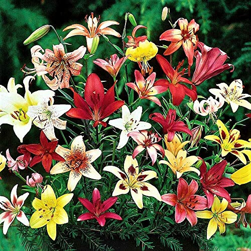 10 Zwiebeln Baumlilien Lilien RiesenlilieTrumpet Mix bis 150cm Zwiebeln winterhart duftend Sommerblüher