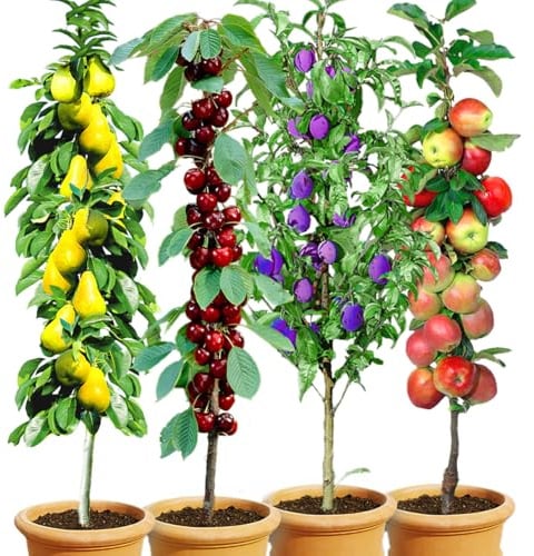 BALDUR Garten 4er Säulen-Obst-Kollektion Birne, Kirsche, Pflaume & Apfel, Pflanzen wurzelballiert, als Säule Birnbaum, Kirschbaum, Pflaumenbaum, Apfelbaum, Obstbaum-Kollektion, winterhart