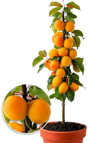 BALDUR Garten 1x Säulen-Aprikose, Aprikosenbaum, Pflanze im 2 Liter-Topf, Prunus armeniaca, winterhart, Obstbaum, Säulenobst, platzsparende Säule für kleine Gärten, Balkone & Terrassen, blühend
