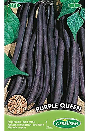 Germisem Buschbohnen PURPLE QUEEN EC1218 Mehrfarbig