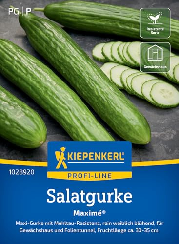 Kiepenkerl Salatgurkensamen Maximé 1028920, Gemüsesaat | Wuchshöhe 150–200 cm, bitterfrei, für Gewächshaus & Topf