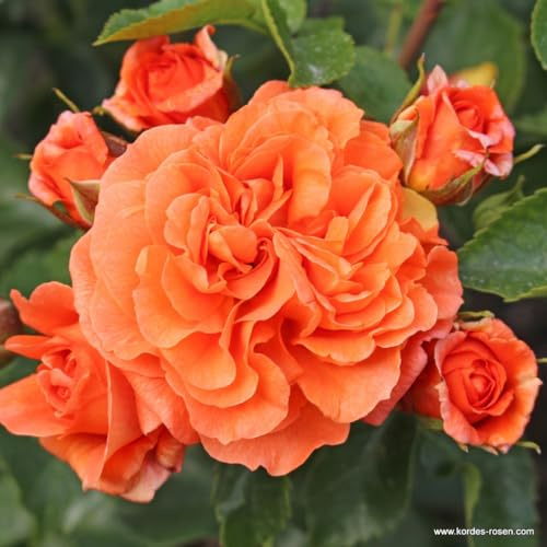 2 x Rose - Rosa 'Orangerie' Topf 25-30 cm - Leuchtend orange Blütenpracht und duftende Eleganz