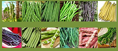 Bohnensamen Set Mix Garten Bohnen Samen Profisaatgut Saatgut 12 Sorten Quedlingburger Speck Saxa Jutta