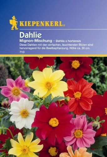 Kiepenkerl Dahlia Mignon Mischung