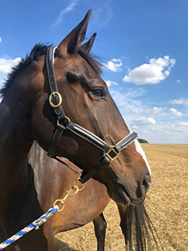 Lederhalfter schwarz Halfter für Pferde, Premium Stallhalfter Pferd in Pony, Warmblut, Cob, Kaltblut, sicher & reißfest (Lederhalfter + Strick, Pony)