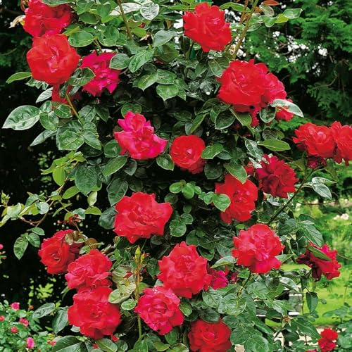 GARTEN SCHLÜTER® Kletterrose Santana - 5 Liter - Container | Kletter-Rose winterhart & duftend - Pflanze für Rankhilfe