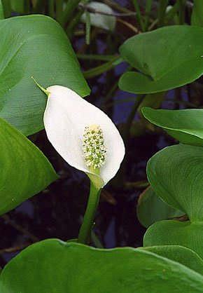 5 Semi di Calla Palustris Winterharte Wassercalla