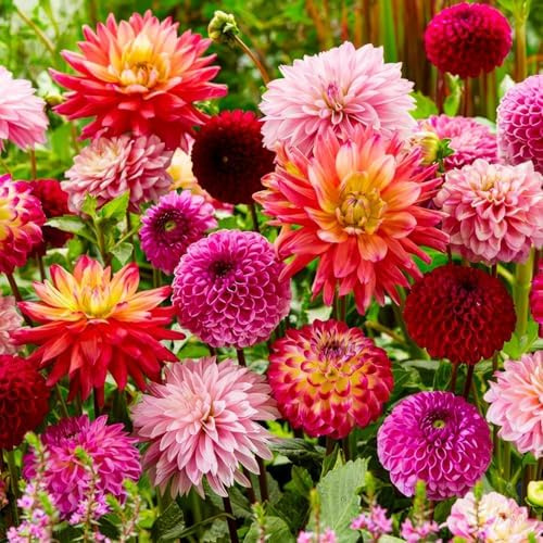 Dahlien Knollen - 10 Zwiebeln - Super Kollektion Riesen Blumenzwiebeln - Echte Pflanzen aus Holland - Für Garten, Töpfe und Balkon (kein Samen, nicht künstlich, nicht winterhart)