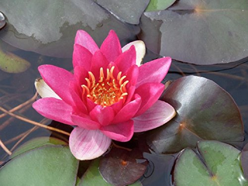 WASSERPFLANZEN WOLFF - Nymphaea 'James Brydon' - fertig im PFLANZKORB - Seerose, rot - winterhart - Seerose des Jahres 2016!