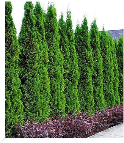 BALDUR Garten 50er Lebensbaum-Hecke 'Thuja Smaragd', Pflanzen im 9x9 cm-Topf, Thuja occidentalis Smaragd, winterhart, immergrün, Sichtschutz, anspruchslos, Empfehlung 3 Pflanzen pro lfd. Meter
