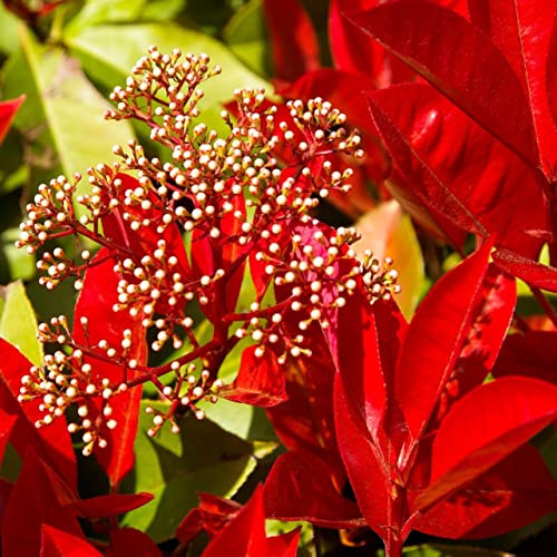 10 Stück Rote Glanzmispel Red Robin Photinia fraseri Red Robin 10-25 cm