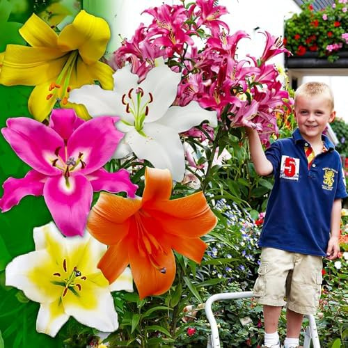 Riesen Lilien Zwiebeln Winterhart Baum Kollektion - Winterharte Blumenzwiebeln - Packung mit 15 Stück in 5 Sorten und Farben - Mischung aus Holland zum Gartenpflanzen (kein Samen, nicht künstlich)