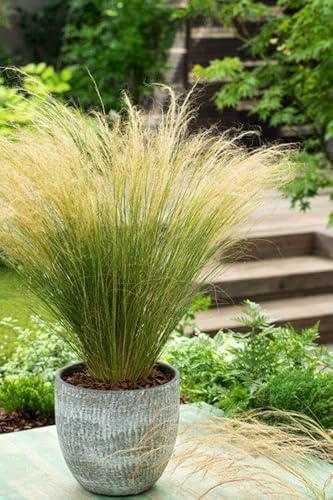 5 Stück Zartes Federgras Stipa tenuissima Ponytails 20-30 cm – Ziergras winterhart – pflegeleichtes Federborstengras – dekorative Staude für Beet, Balkon & Kübel