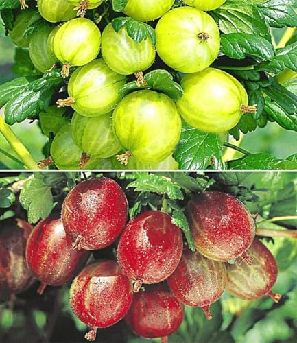 BALDUR Garten 2er Stachelbeer-Sträucher-Set, Pflanzen im 2 Liter-Topf, Ribes 'Gelbe Invicta®' und 'Rote Spinefree®', winterhart, Ribes uva crispa, reiche Ernte an essbaren Früchten
