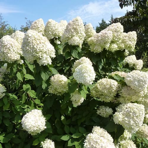 Rispenhortensie Diamant Rouge weiß-erdbeerrot - Hortensie winterhart & mehrjährig - Hydrangea paniculata - 1 Pflanze von Garten Schlüter - Pflanzen in Top Qualität