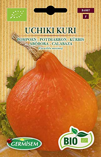 Germisem Kürbis UCHIKI KURI, ECBIO4007