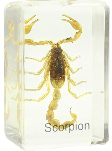 Omegon Dauerpräparat Skorpion