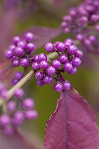 Callicarpa bodinieri 'Profusion' 40-60 cm – Winterhart & Mehrjährig & Pflegeleicht – Schönfrucht – Zierstrauch für Garten & Beet