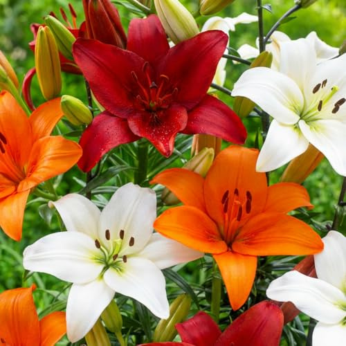 Asiatische Lilien Zwiebel Kollektion - Mehrjährig und Winterhart Blumenzwiebeln - Mix 15 Zwiebeln - 5 Sorten - Mischung aus Holland (große Knollen, keine Samen, nicht künstlich)
