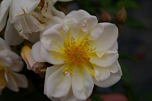 Kletterrose Lykkefund® - Rosa Lykkefund® - cremeweiß - Duft++++ - Ramblerrose