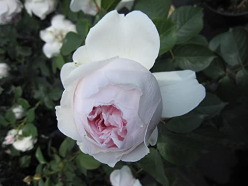 Rosa Herzogin Christiana ® - Beetrose - Parfuma Rose - Kordes Rose - ADR Rose