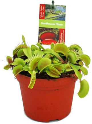 Venusfliegenfalle - Dionaea muscipula -12cm Topf