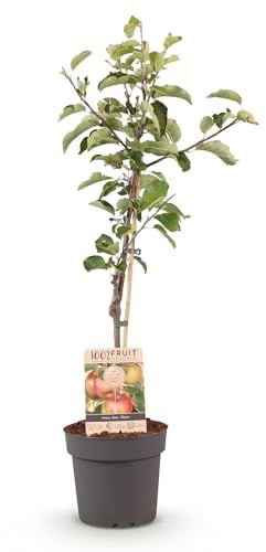 Green boutiQ - Obstbaum - Malus domestica Elstar - Apfelbaum - Winterhart - Rot-Grüner Apfel - 1 Pflanze - Topf 21cm - Höhe 90cm