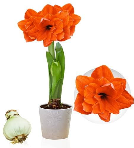 Amaryllis Zwiebel Double Orange - 1 Blumenzwiebel in Großformat 26/30 | Exklusive Zwiebeln, Echte Pflanzen aus Holland, Hippeastrum (keine Samen, Wachs und nicht künstlich)