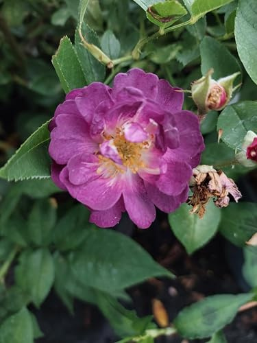 Rosen *Veilchenblau* Rambler- Rose im Topf gewachsen