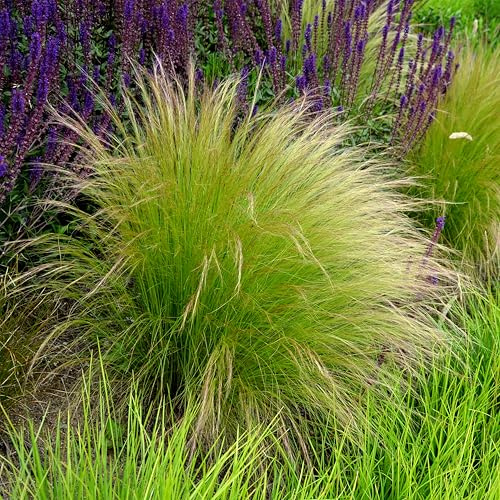Bloomique - 3er-Set - Stipa Tenuissima Pferdeschwänze - Federgras - Ziergras - Gartenpflanzen - Winterhart - Höhe 10-20cm - Topf 9x9cm