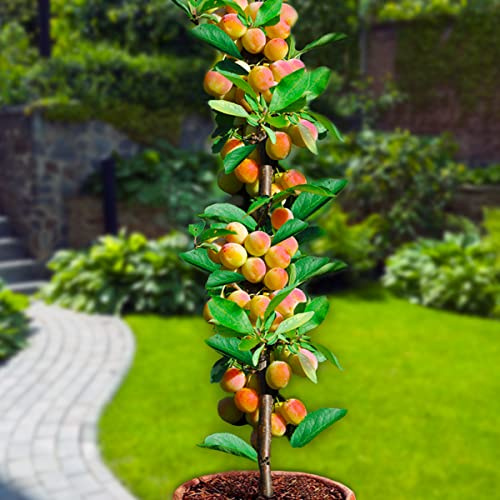 Aprikosenbaum - Säulenobstbäume - 80/90 cm hoch - Ideal für Balkon, Terrasse, Kleiner Garten - Platzsparende Säulen - Geeignet in Töpfen und Freiland - winterhart- arbre