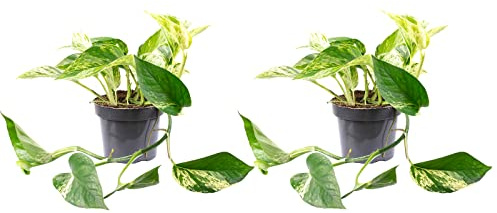 2er-Set Efeutute - echte Zimmerpflanze, Epipremnum aureum - Höhe ca. 15 cm, Topf-Ø 12 cm