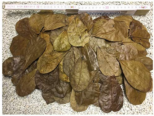 100 Stück Seemandelbaumblätter 6-9cm + viele Gratis (~50gr) Nano Größe jetzt NEU für die Kleinen - BLITZVERSAND im Karton, sorgfältig selektiert