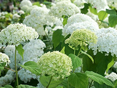 Ballhortensie weiße Blüte 'Annabelle' - Hydrangea arborescens Annabelle - Containerware, 40-60 cm - Garten von Ehren®
