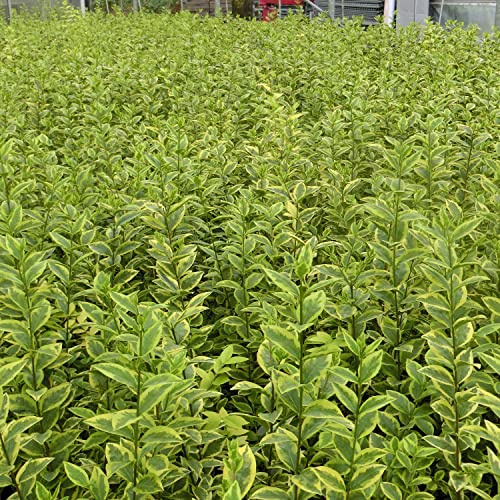 GARTEN SCHLÜTER® Gold-Liguster 'Aureum' Ligustrum ovalifolium, 80-100 cm | Im 10 Liter Container - als Laubhecke - immergrün, winterhart, gelbrandig, duftend, insektenfreundlich