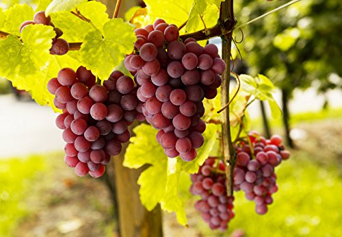 Weintraube 'Vanessa' – Kernarme, Winterharte Weinrebe 60-100 cm | Pilzresistent & Ertragreich | Hellrote, Süsse Trauben
