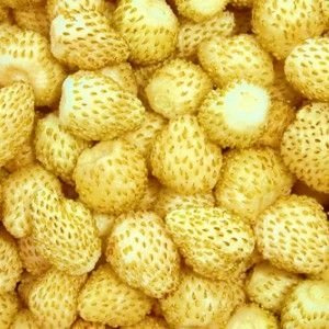 Wild Strawberry Yellow Wonder Samen - Wald-Erdbeere