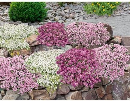 BALDUR Garten 9er Bodendecker-Set Thymian, Pflanzen im 9x9 cm-Topf, locken Bienen und Insekten an, intensiver angenehmer Duft, winterhart, trockenheitsresistent, pflegeleicht, für Beet & Naturgarten