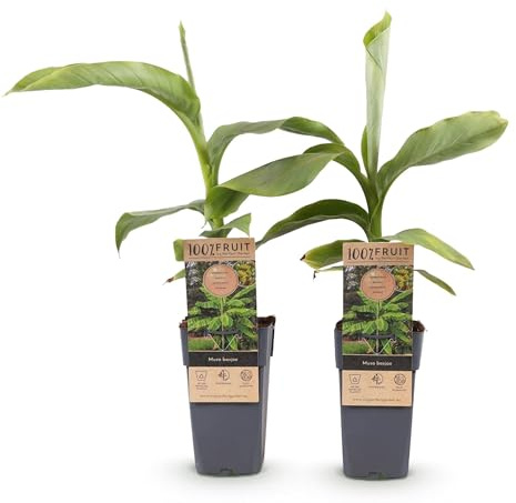 Green boutiQ - Obstpflanze - Musa Basjoo - Bananenbaum - Winterhart - Grün - 2 Pflanzen - Topf 15cm - Höhe 50cm