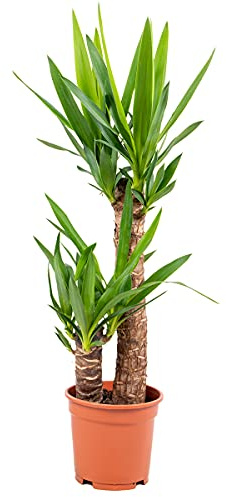 Bloomique - Yucca Elephantipes - Elefantenfuß-Yucca - Palmlilie - Zimmerpflanzen - Pflegeleicht - Luftreinigend - Höhe 60-70 cm - Topf 17 cm