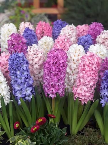 Hyazinthen Blumenzwiebeln Winterhart Mix, Mehrjährige Hyazinthen Zwiebeln aus Holland, für Garten, Balkon, Beete und Töpfe (50, Hyazinthen)
