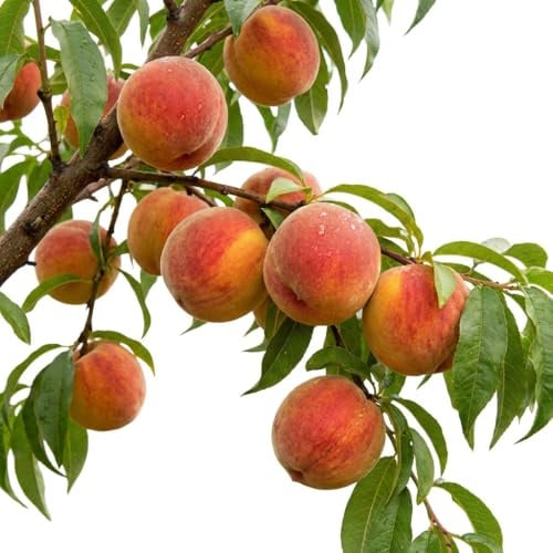 Selbstfruchtender Pfirsichbaum 'Kernechter vom Vorgebirge' | Winterharter Obstbaum 80-120 cm | Saftige, aromatische Früchte | Prunus persica
